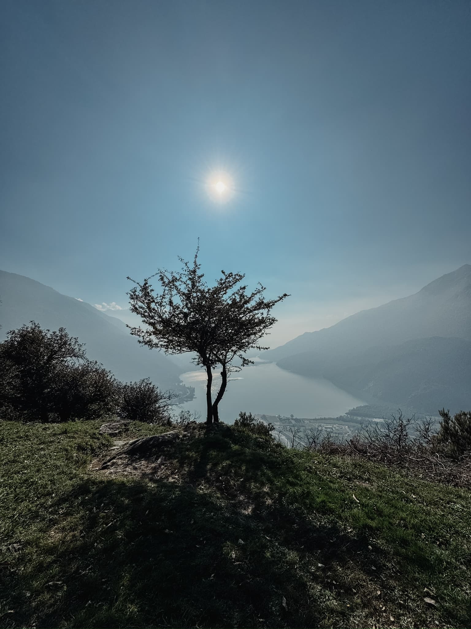 Einzelner Baum auf einer Bergwiese über dem See bei Chiavenna, dahinter die Berge im Gegenlicht